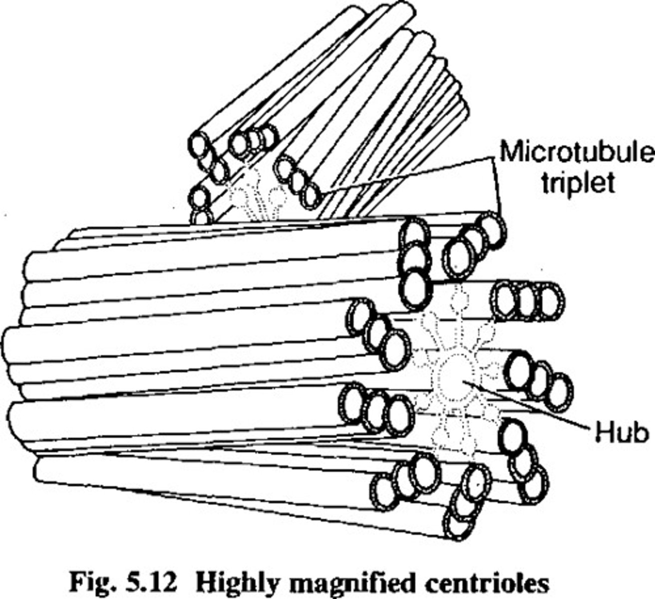 <p>only in animal cells, microtubules used for cell division</p>