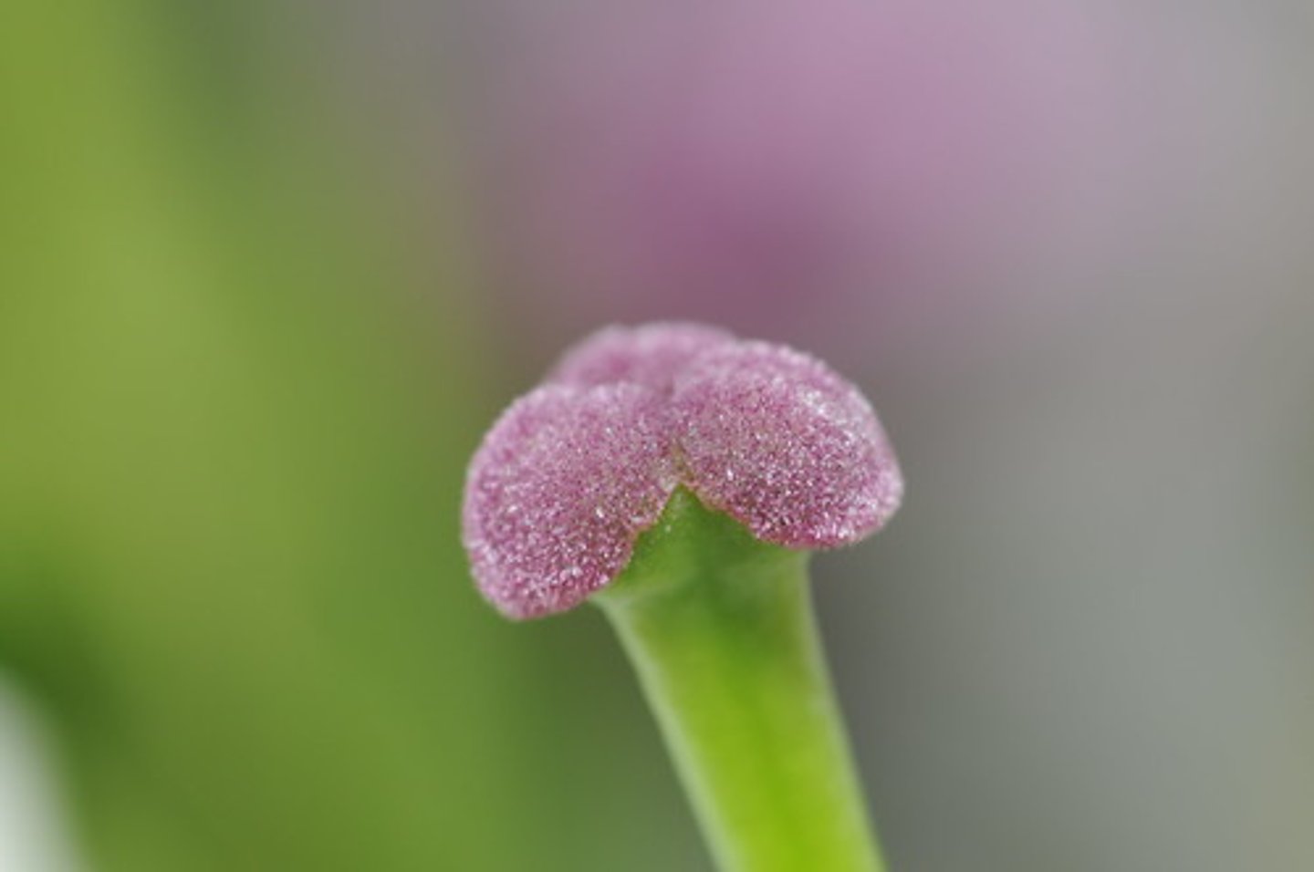 <p>The top of the female part of the flower, which collects pollen grains (sticky or feathery)</p>