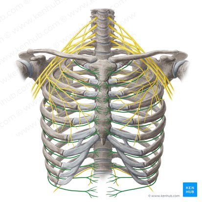 systemic nerve in the thoracic cavity that is found between two ribs