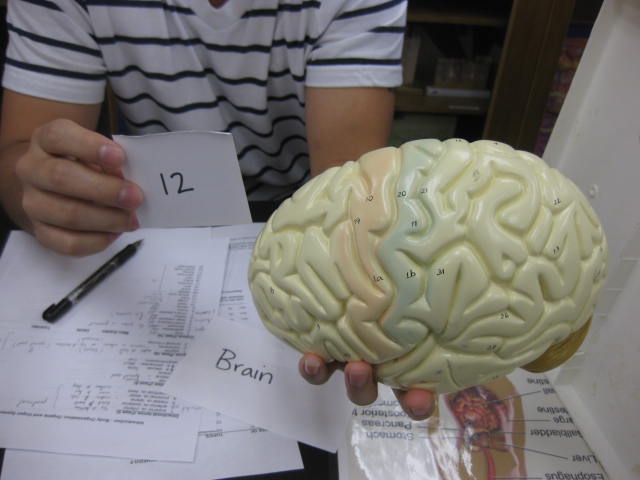 <p>Body Cavities and Body Systems</p><p>Lab Image 1-19</p>