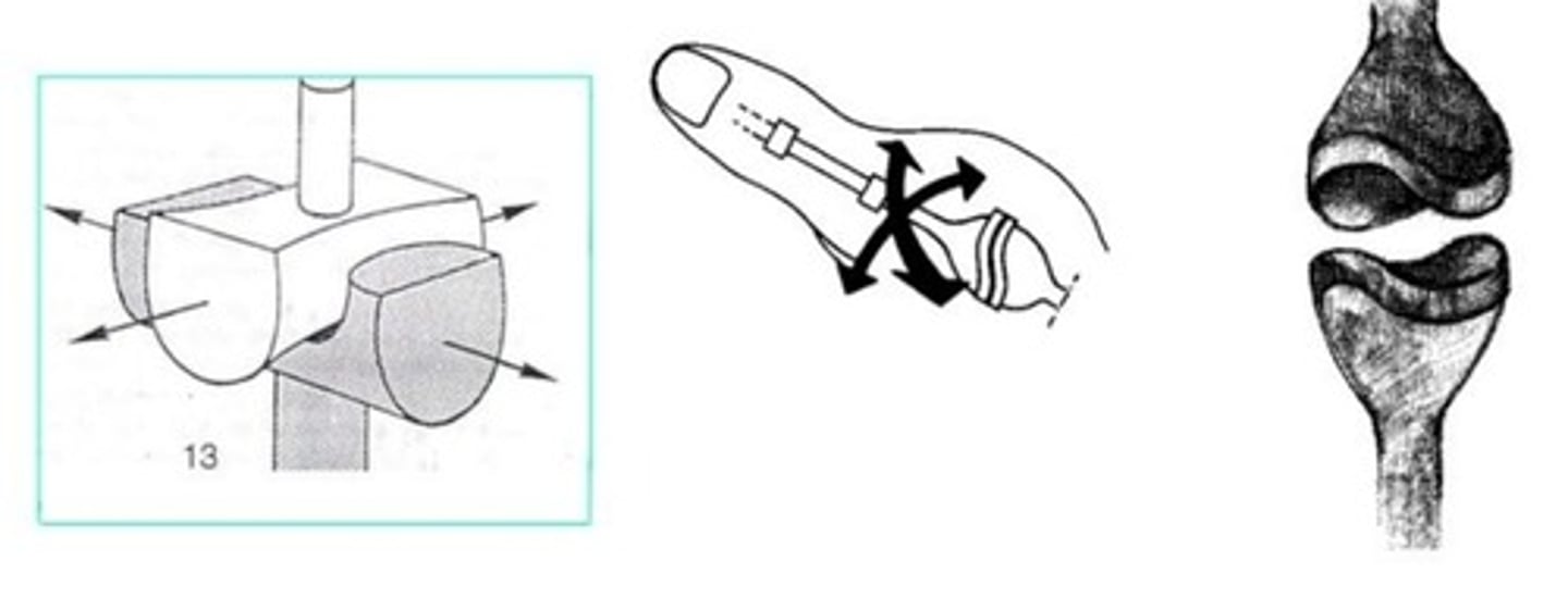 <p>En estas articulaciones, ambos</p><p>huesos tienen una superficie en</p><p>forma de silla de montar:</p><p>cóncava en una dirección y</p><p>convexa en la otra.</p><p>● Ejemplo: trapeciometacarpiana,</p><p>entre el trapecio de la muñeca</p><p>(carpo) y el metacarpiano I, en</p><p>la base del pulgar</p><p>Biaxial</p><p>Dos grados de libertad</p><p>de movimiento</p><p>Abducción - Aducción</p><p>Flexión - Extensión</p>