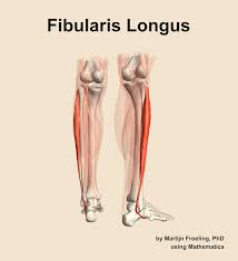 <p>plantar flexion and eversion of the foot </p>