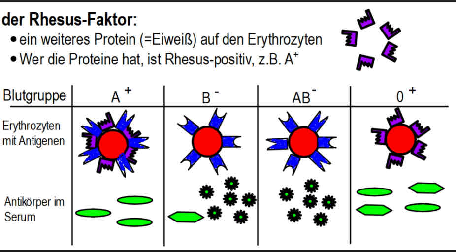 <p>weiteres Protein auf den Erythozyten</p><p>Wer diese Protein hat, ist Rhesu s- Positiv </p>