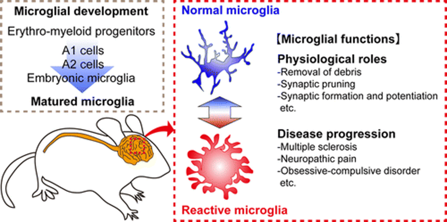 <p>(D) Homeostasis</p><p>Homeostasis is not a function of microglia. Rather, homeostasis is an important function of astrocytes.</p>