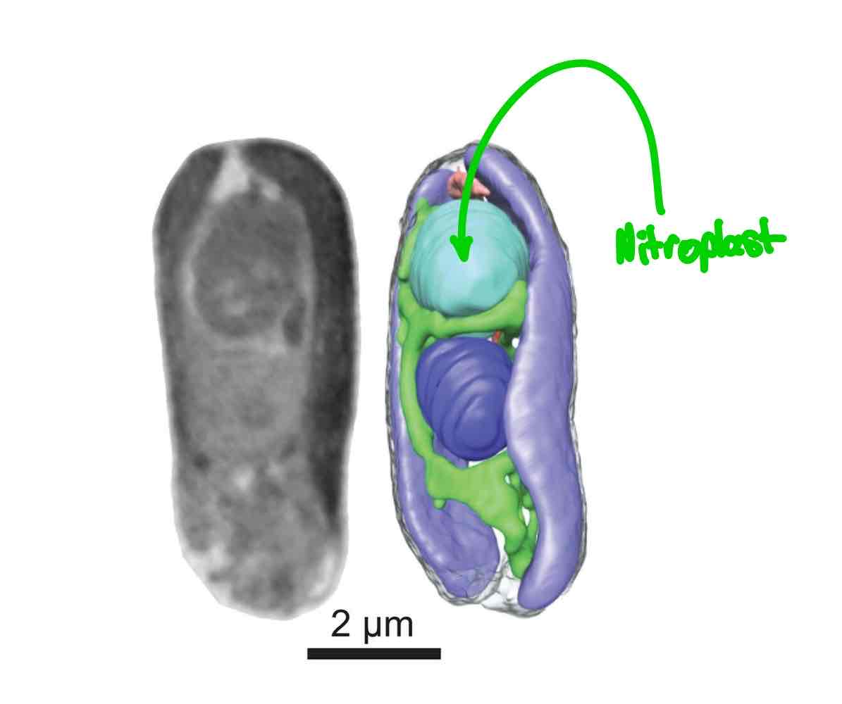 <ul><li><p>Nitroplast, performing nitrogen fixation.</p></li><li><p>Found in algae, specifically marine algae.</p></li><li><p>Evolutionarily related to <em>Cyanobacteria</em>.</p></li><li><p>The organelle was semi-autonomous.</p></li></ul>