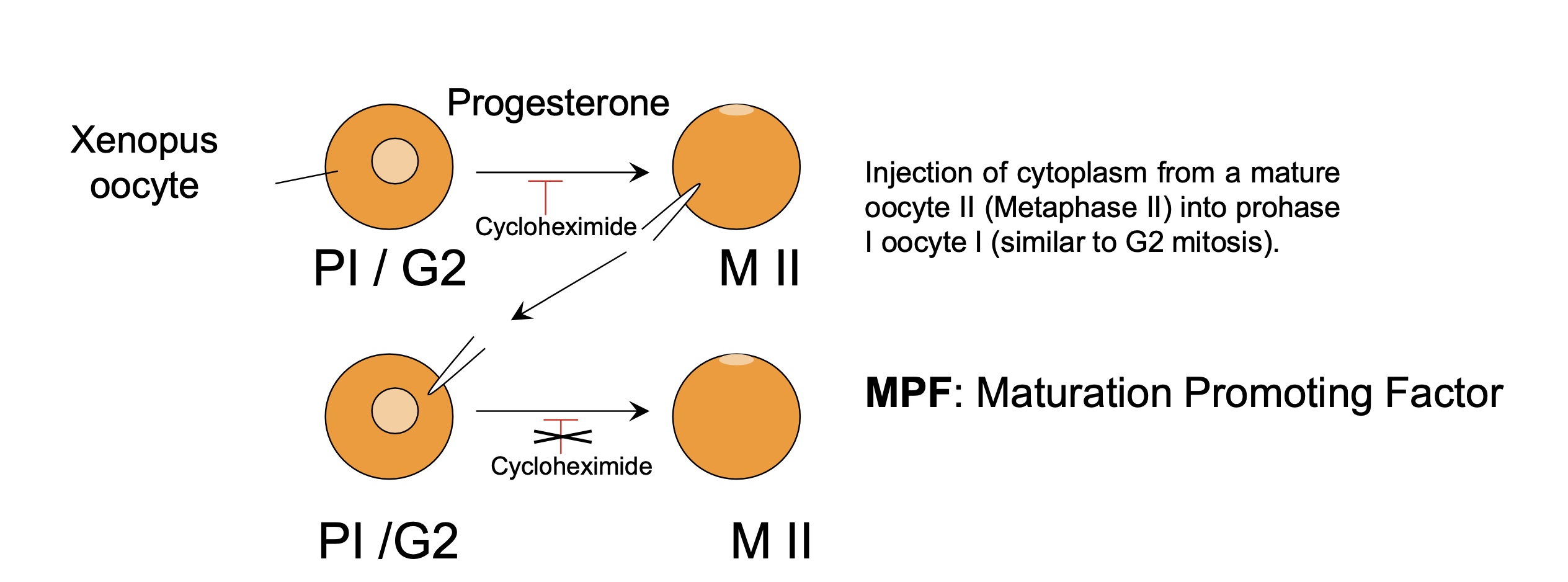 <p>injection of cytoplasm from oocyte II (metaphase II) into oocyte I (prophase I) and inhibition of cycloheximide removed</p><ul><li><p>oocyte I become oocyte II </p></li><li><p>MPF maturation promoting factor active in oocyte II and enough to induce maturation of oocyte I </p></li></ul><p></p>
