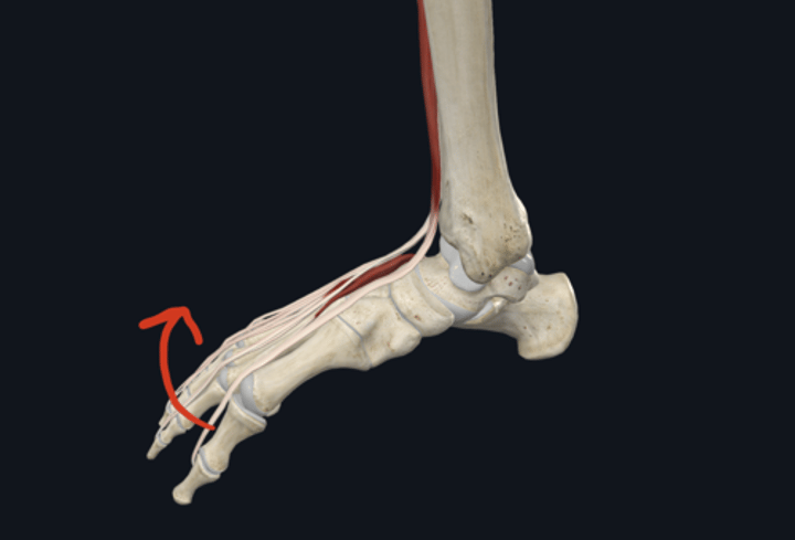 <p>Action: extensor hallucis brevis</p>