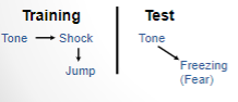 <p>-training rat to freeze at tone with shock</p>