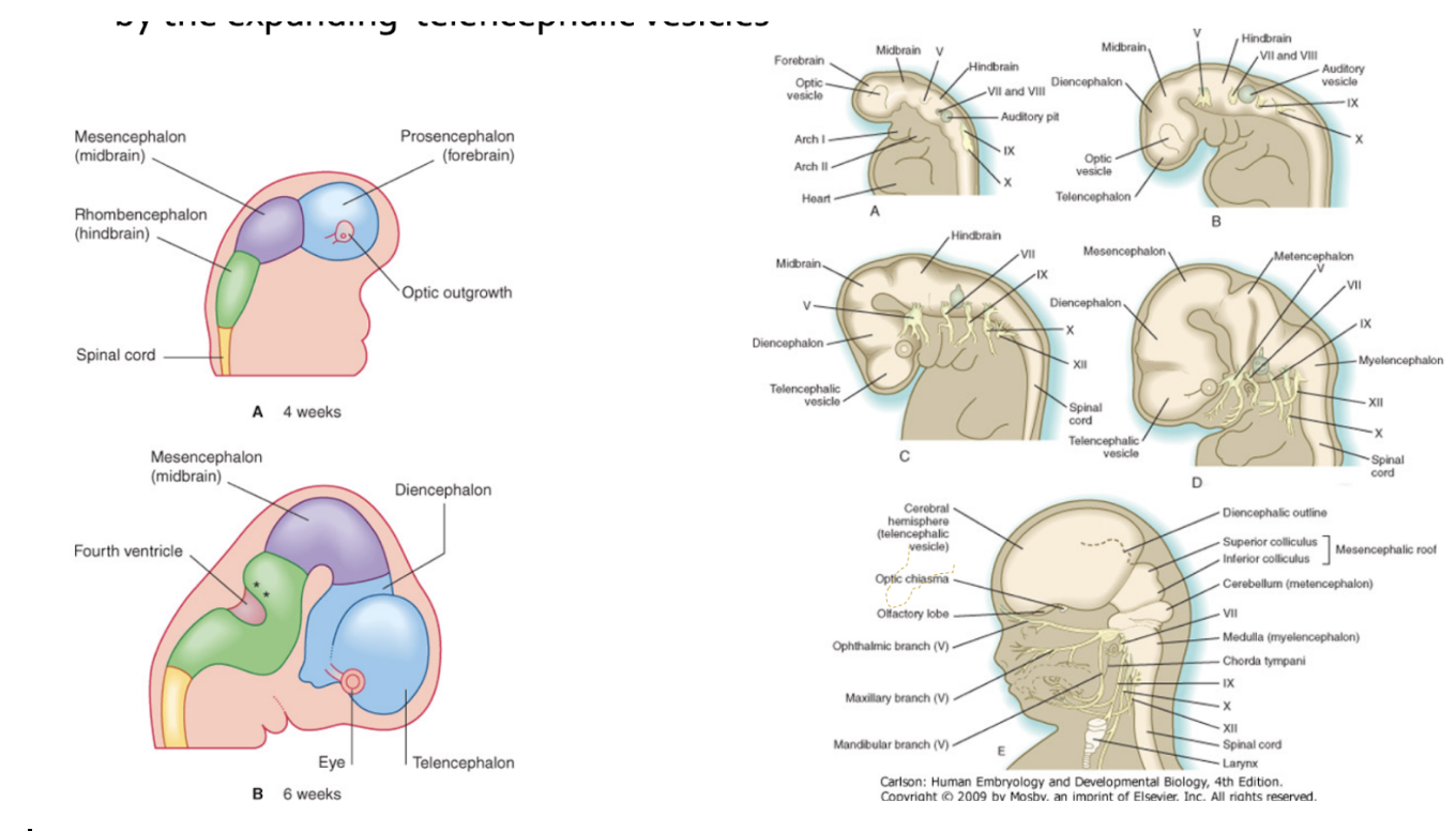 <ul><li><p><span>The telencephalic vesicles grow very much due to the process of cephalization, with the development of the neocortex. At some point, these 2 vesicles grow &amp; grow &amp; try to grow anteriorly, but find the skull developing, so they grow dorsally, and curve more &amp; more (more bones blocking), and try to grow posteriorly, but there there is squama of temporal bone – grow but bend and acquire a C shaped appearance</span></p></li><li><p><span>The diencephalon is embraced/enveloped between the two telencephalic vesicles</span></p></li></ul>