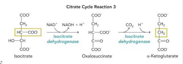 <p>isocitrate&nbsp;→ oxalosuccinate → alpha-ketoglutarate&nbsp;</p><p>cofactors: NAD<sup>+</sup> → NADH + H<sup>+</sup> ; → CO<sub>2&nbsp;</sub>&nbsp;and H<sup>+</sup> →</p><p><sub>enzyme: isocitrate dehydrogenase&nbsp;</sub></p>