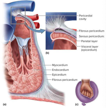 <p>Pericardium</p>
