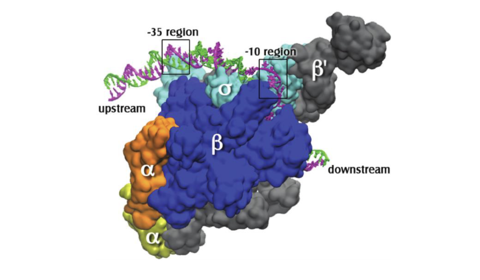 <p>a DNA-RNA polymerase complex that’s partially unwound in preparation for transcription</p>