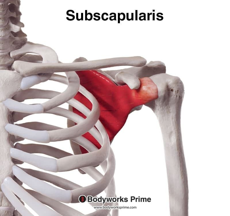 <p><span>Stabilize shoulder joint; assist rotation of humerus.</span></p>