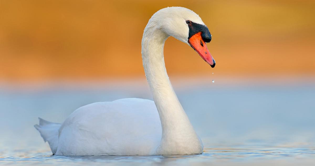 <p>Huge white birds with long necks, red/orange bill, black face</p><p>adults have black knob on top of the beak</p><p>can be aggressive </p>