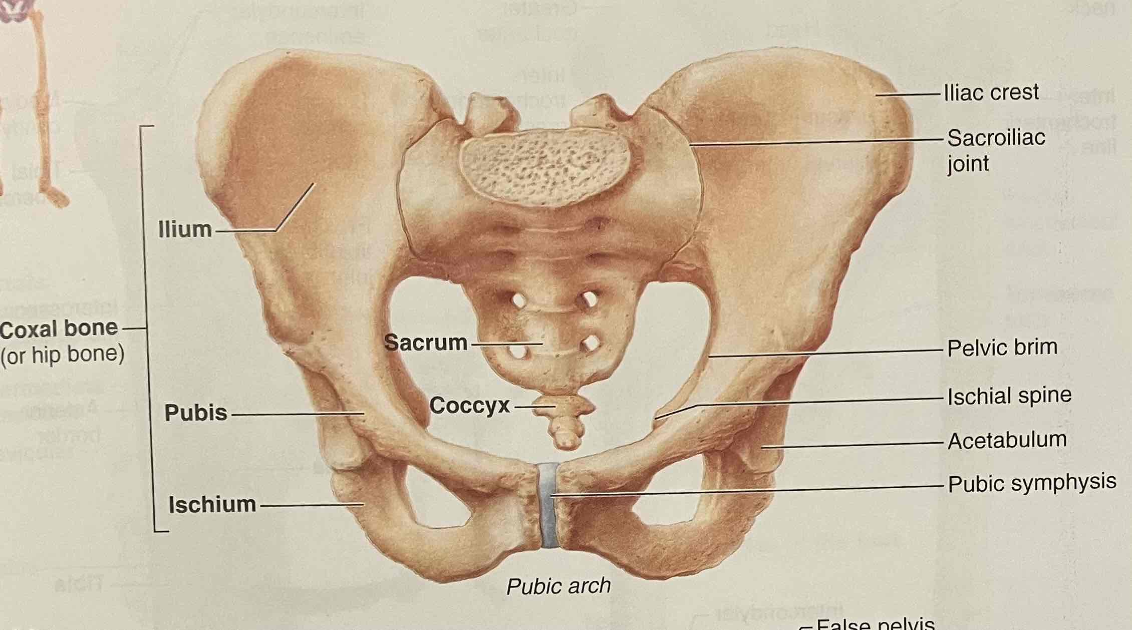 <p>What is the difference of <strong>pubic arch</strong> in male and female pelvises?</p>