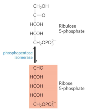 <p>What is Oxidative step 4?</p>