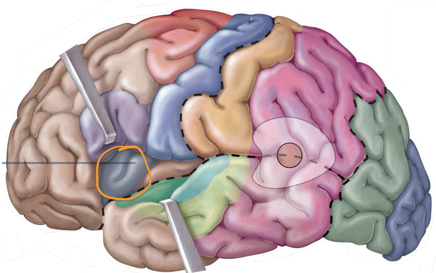 <p>Sensory Areas - <strong>1°gustatory cortex</strong></p>