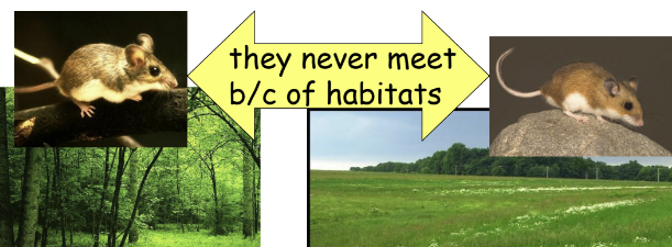 <ul><li><p>different species never meet b/c of habitats</p></li></ul>