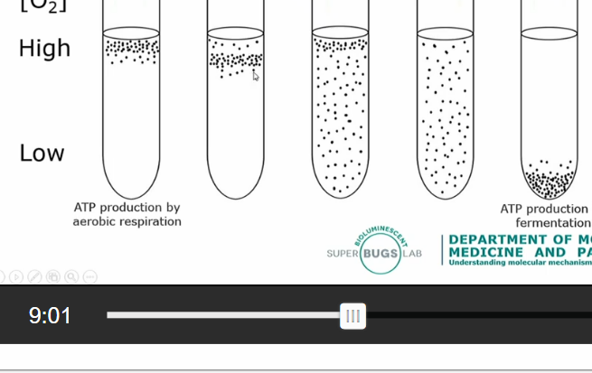 <p>The bacteria that require aerobic respiration would be found in the top of the tube </p><p>Micro aerophile can grow in small amount of oxygen </p><p>Facultative anaerobe can either use areobic respiration or fermentation whcih does not require any oxygen. can find in any oxygen concentration </p>