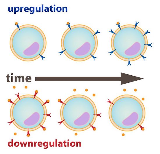 <p># neurotransmitter receptors (and synthesis) on cell surface decreases due to prolonged stimulation from other neurotransmitters/molecules </p><p>*can be caused by drug action on target receptors</p>