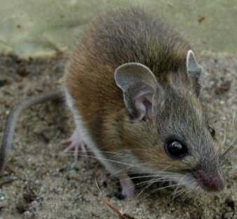 <p><strong>Peromyscus leucopus</strong></p>
