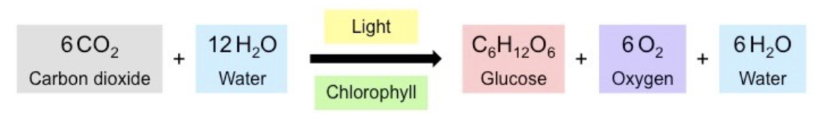 <p>Carbon dioxide + water → Glucose + oxygen + water</p>