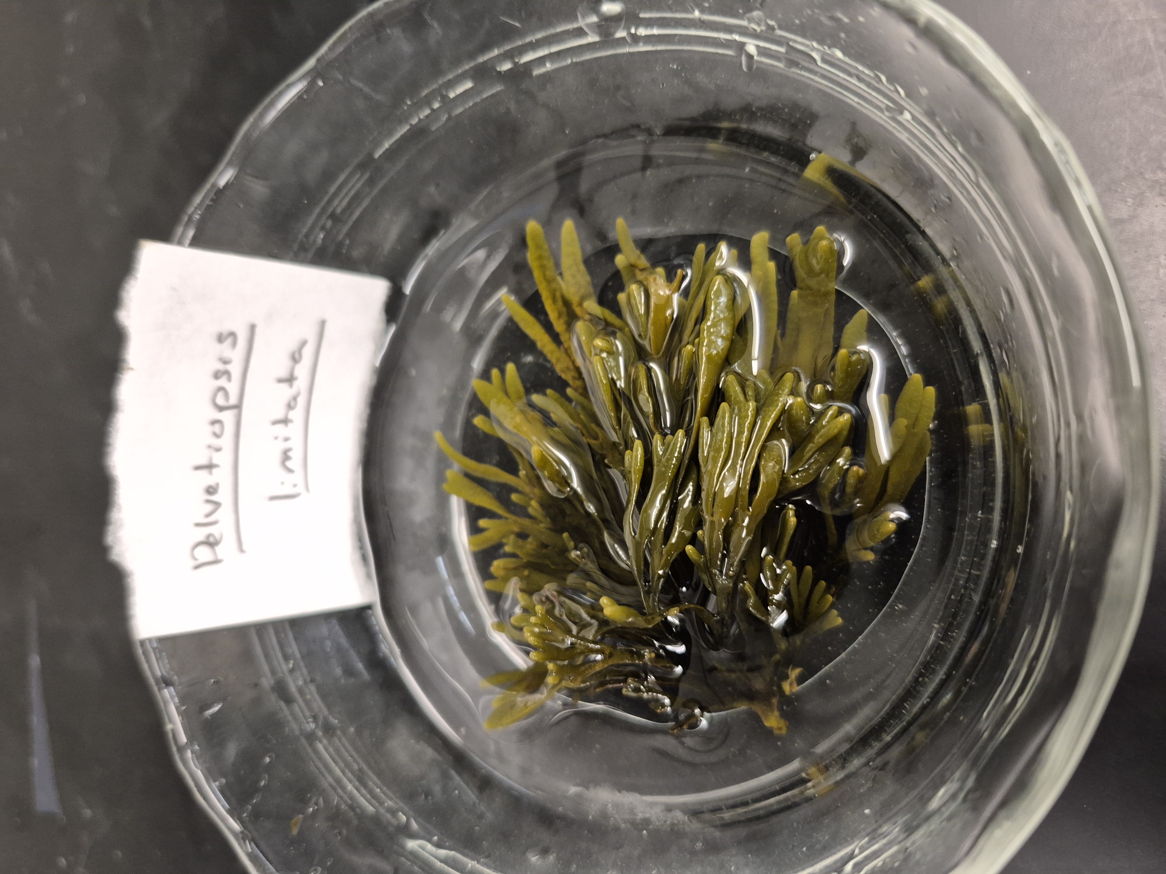 <p>Pelvetiopsis </p>