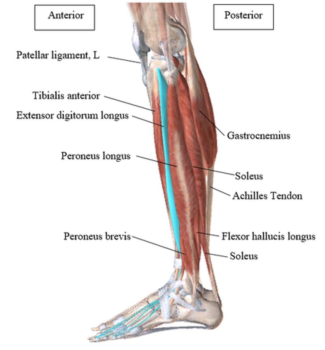 <p>extend + fingers</p>