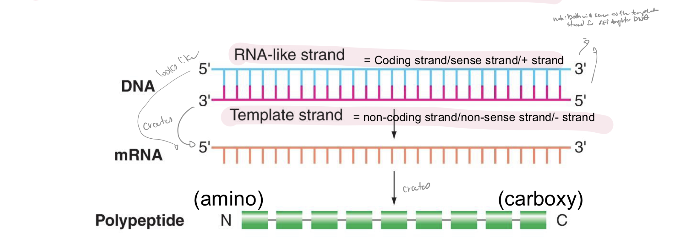 <p>note: moving from 5’ to 3’ of each mRNA, each successive codon is interpreted into AA starting w N-terminus and ending w C-terminus</p>