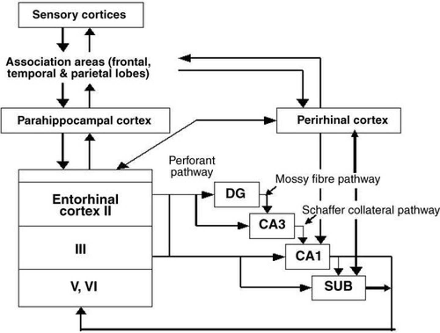 <p>The dentate gyrus outputs to the hippocampus proper and integrates inputs primarily from the entorhinal cortex.</p>