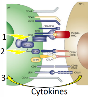<ol><li><p>antigen + MHC</p></li><li><p>costimulation (CD80 &amp; CD86)</p></li><li><p>cytokines to differentiate T cells into effector cells</p></li></ol><p></p>