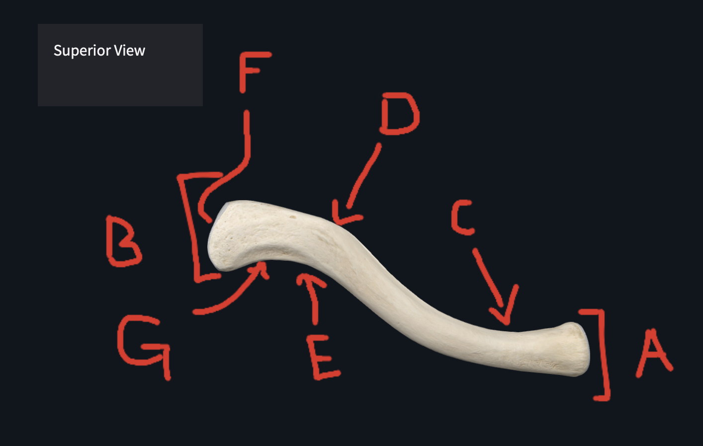 <p>F&nbsp;(Superior of Clavicle)</p>