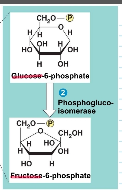 <p>glycolysis - step 2</p>