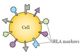 <p><strong>Histocompatibility- </strong>Having the same/similar MHC/HLA alleles</p><p><strong>Tissue typing- </strong>Establishing MCH/HLA type</p>