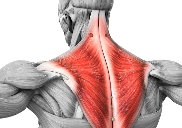 <p>Trapezius </p>