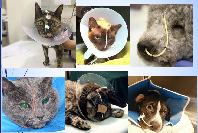 <p>Securing naso-oesophageal tube </p>