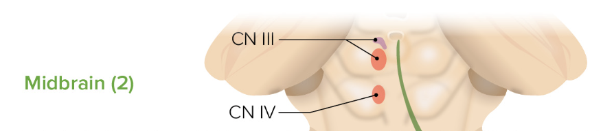 <p>Which brainstem level would be affected in a patient with impaired eye movement and abnormal reflexes to sound?</p>