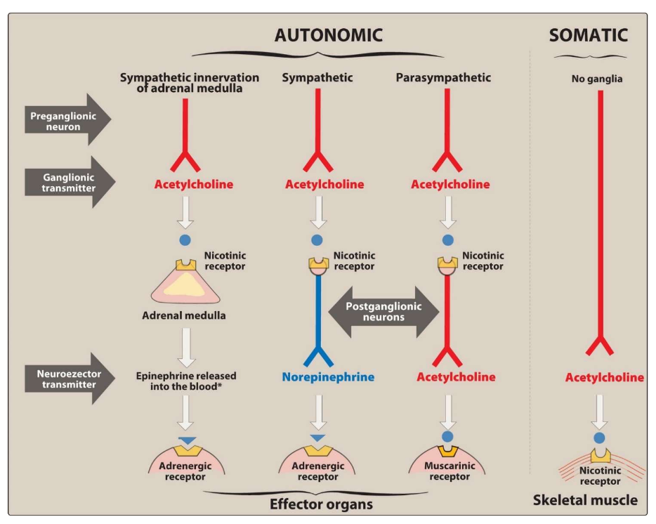<ul><li><p><span><span>&nbsp;When </span></span><span style="color: blue;"><span>norepinephrine is the neurotransmitter</span></span><span><span>, the fiber is termed </span></span><span style="color: blue;"><span>adrenergic</span></span></p></li><li><p><span><span>&nbsp;In the sympathetic system, norepinephrine mediates the transmission of nerve impulses from </span></span><span style="color: blue;"><span>autonomic postganglionic nerves</span></span><span><span> to effector organs.</span></span></p></li></ul><p></p>