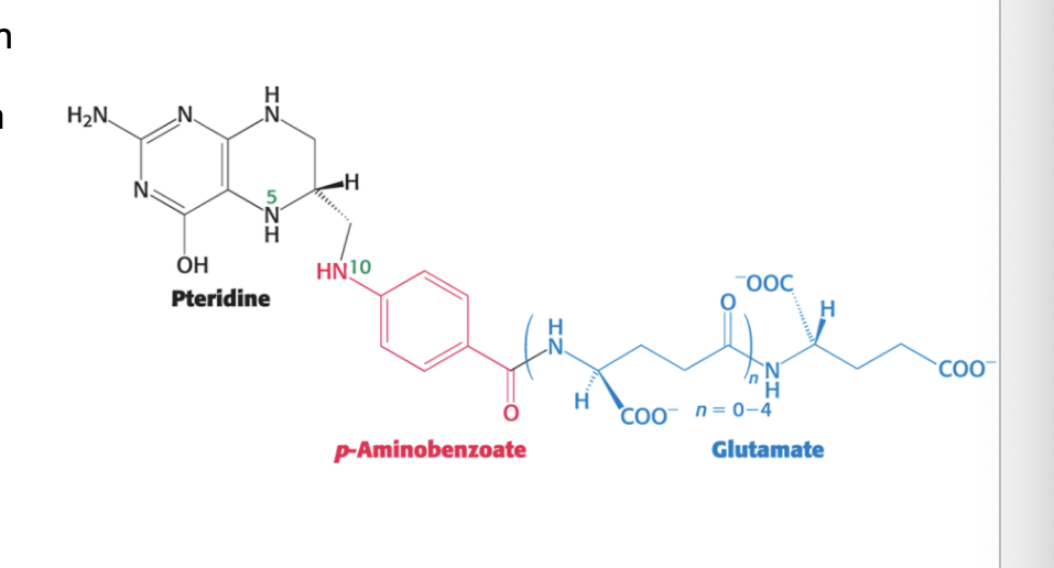 <p>is the coenzyme form</p><ul><li><p>THF = important carrier of <strong>activated one carbon units</strong></p></li><li><p>the one-carbon group carried by THF is bonded to its <strong>N-5 or N-10</strong> <strong>nitrogen atom</strong> or to BOTH</p></li></ul><p></p>