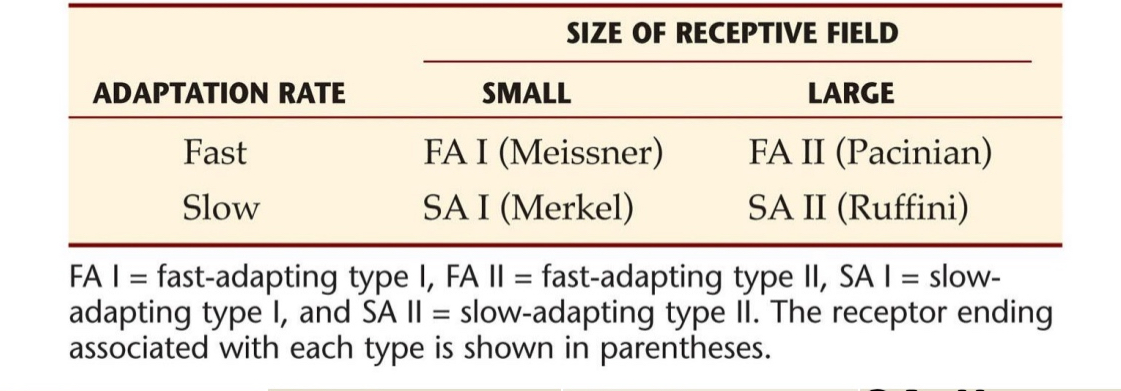 <ul><li><p>Memorize chart</p></li><li><p>l for small recpetive field and ll for large receptive fields</p></li><li><p>FA: fast adapting and SA: slow adapting</p></li></ul><p></p>