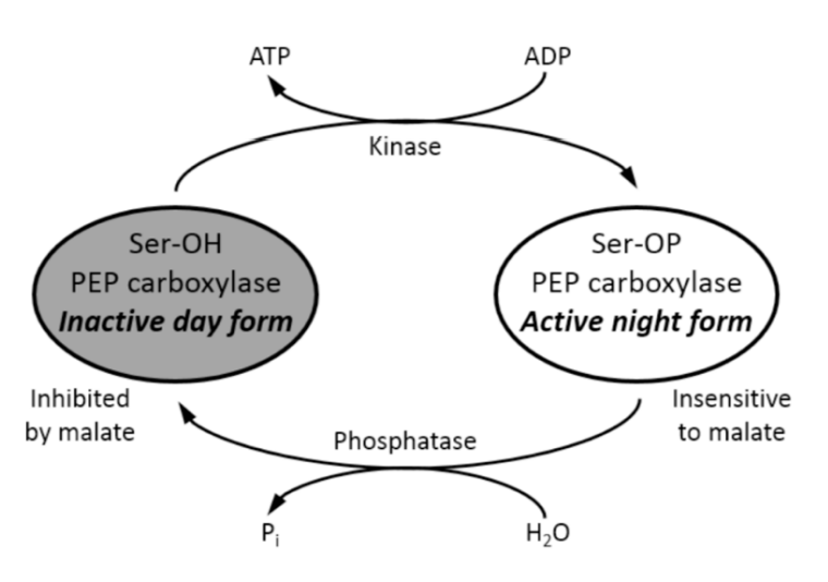 <ol><li><p><strong>At night: </strong>de novo transcription of PEPC <strong>kinase</strong> </p></li><li><p>PEPC is activated by phosphorylation</p></li><li><p>The phosphoylated form is active because Malate does not inhibit it</p></li><li><p><strong>In day: Phosphatase dephosphoyrlates it</strong></p></li><li><p>Malic acid builds up</p></li><li><p>Dephosphylated enzyme is inhibited by malic acid</p></li><li><p>So PEPC becomes deactivated during the day</p></li></ol><p></p>