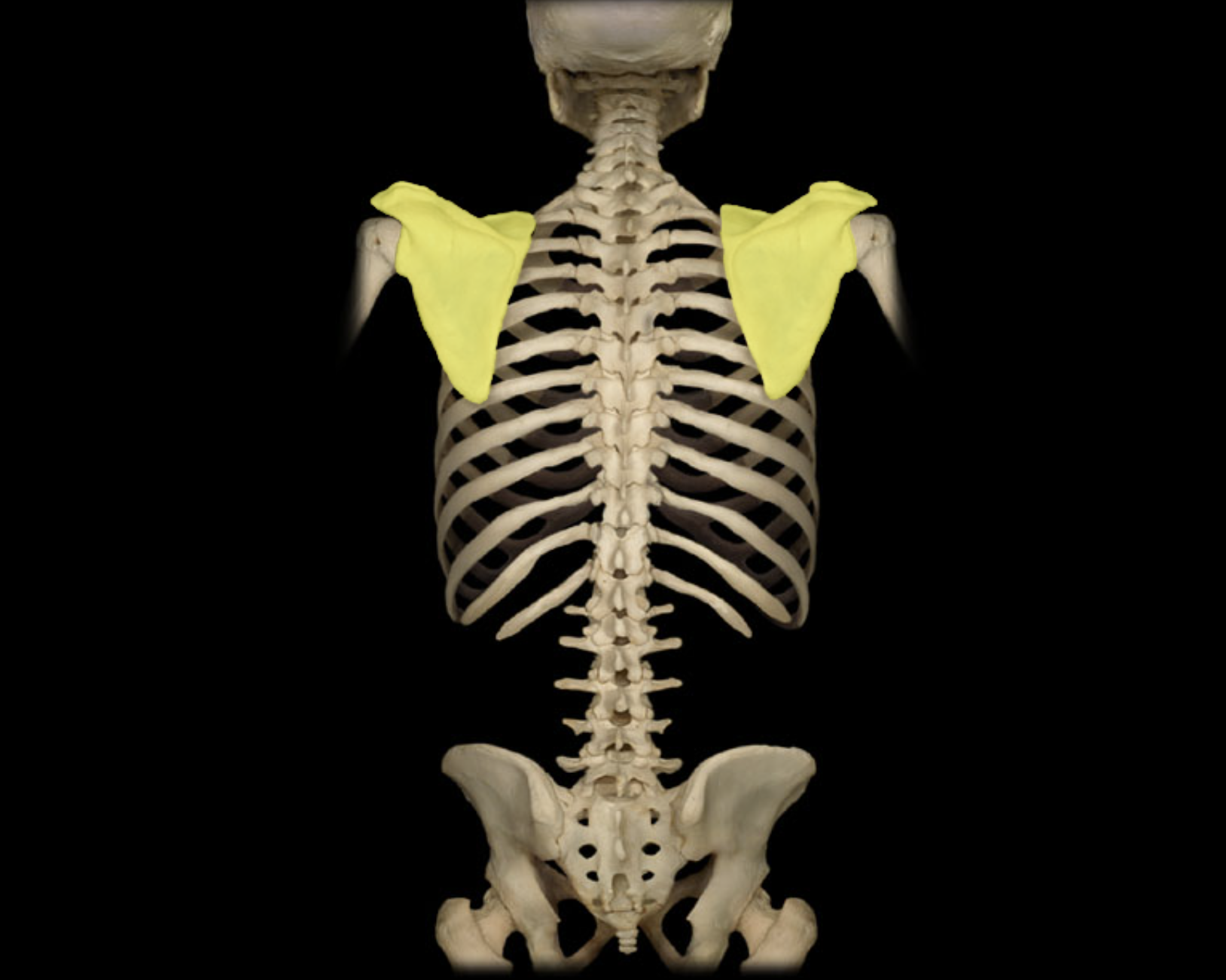<p>Scapula</p>