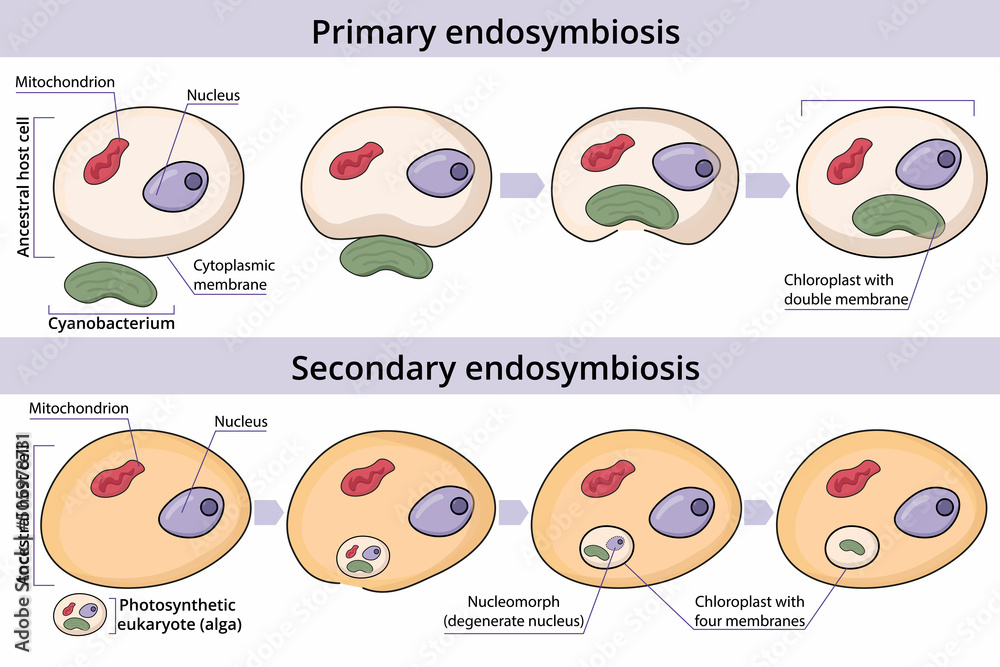 <p>eukaryote <u>that has already undergone primary endosymbiosis</u> enters or is engulfed by another eukaryote</p>