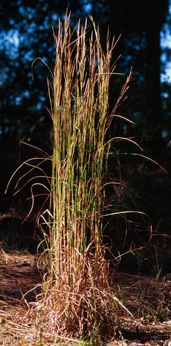 common: broomsedge, bluestem

family: Poaceae

Range: native throughout SE US

Habitat: Xeric --> hydric

Persistence: perennial

Leaves: (monocot) simple, folded leaves

Seeds/Fruits/Flowers: Flowering raceme, branched, airborne seeds

Other: Low forage value, NOT a sedge (despite misleading common name), carries fire, burns hot, can fall over fire-line, not the greatest fuel. Easily reproduces.