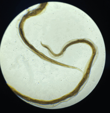 <p>Male or female</p>