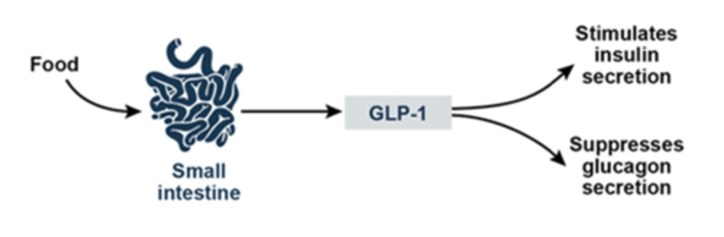 <p>GLP-1 stimulates glucose-dependent insulin release, inhibits glucagon release, and stimulates b-cell proliferation</p><p>MOA: bind to GLP-1 receptors = increased release of insulin + b-cell proliferation and inhibited glucagon release</p>