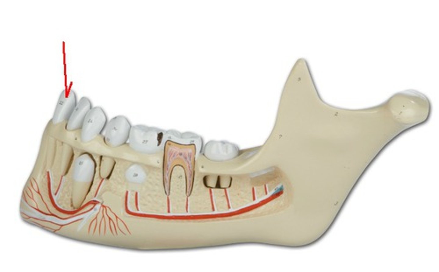 <p>Identify the structure, organ, or bone.</p>
