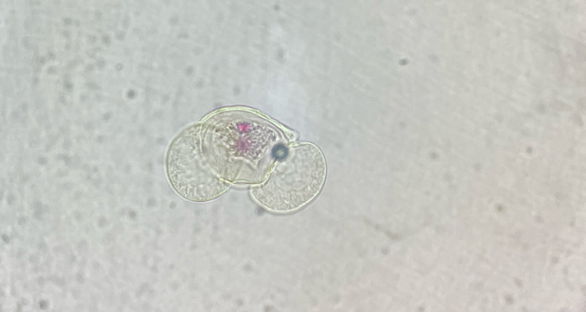 <p>pinus mature pollen</p>