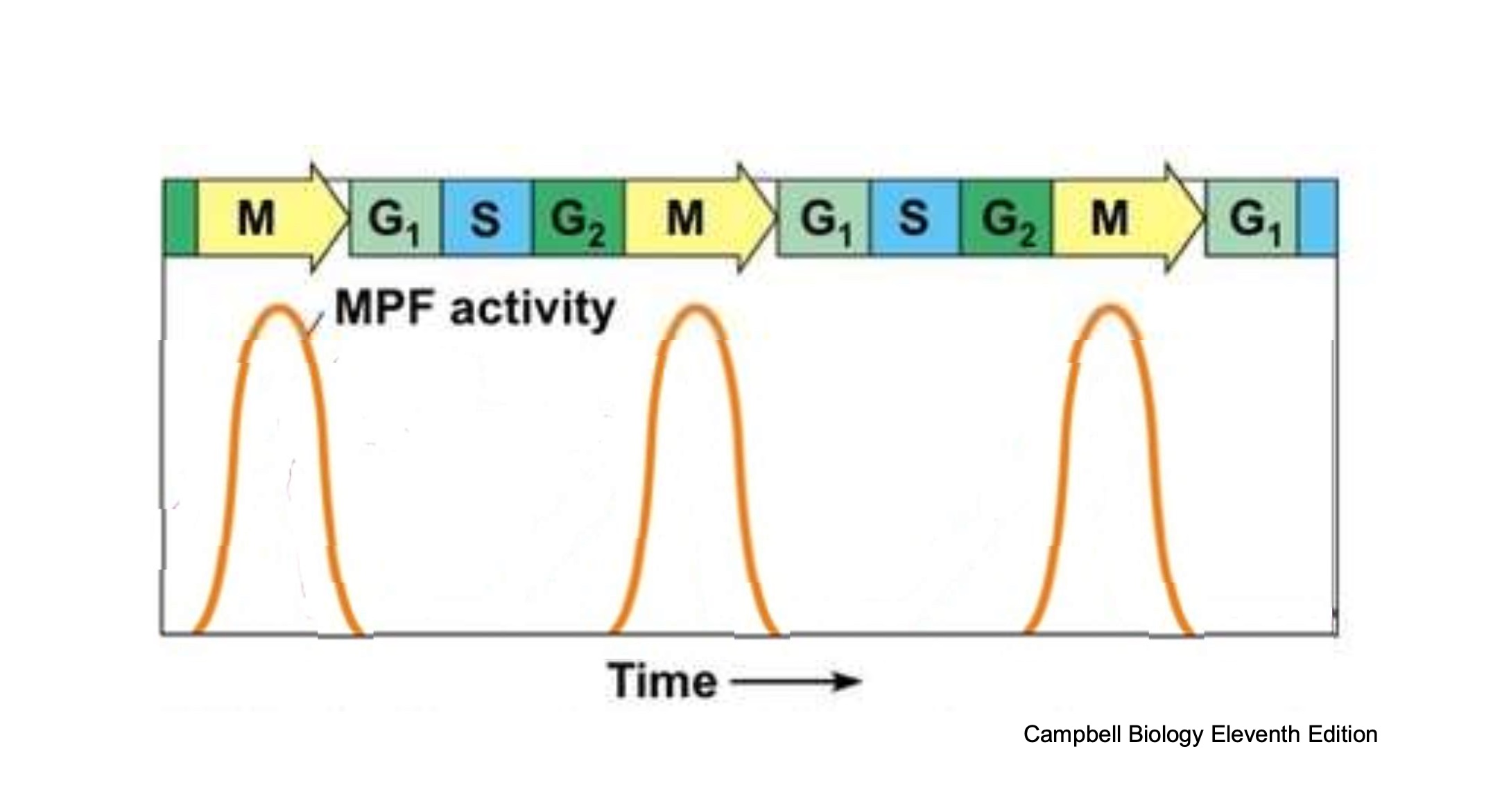 <p>MPF is rapidly activated at the end of G2/beginning of ad decreases rapidly at the end of telophase </p>