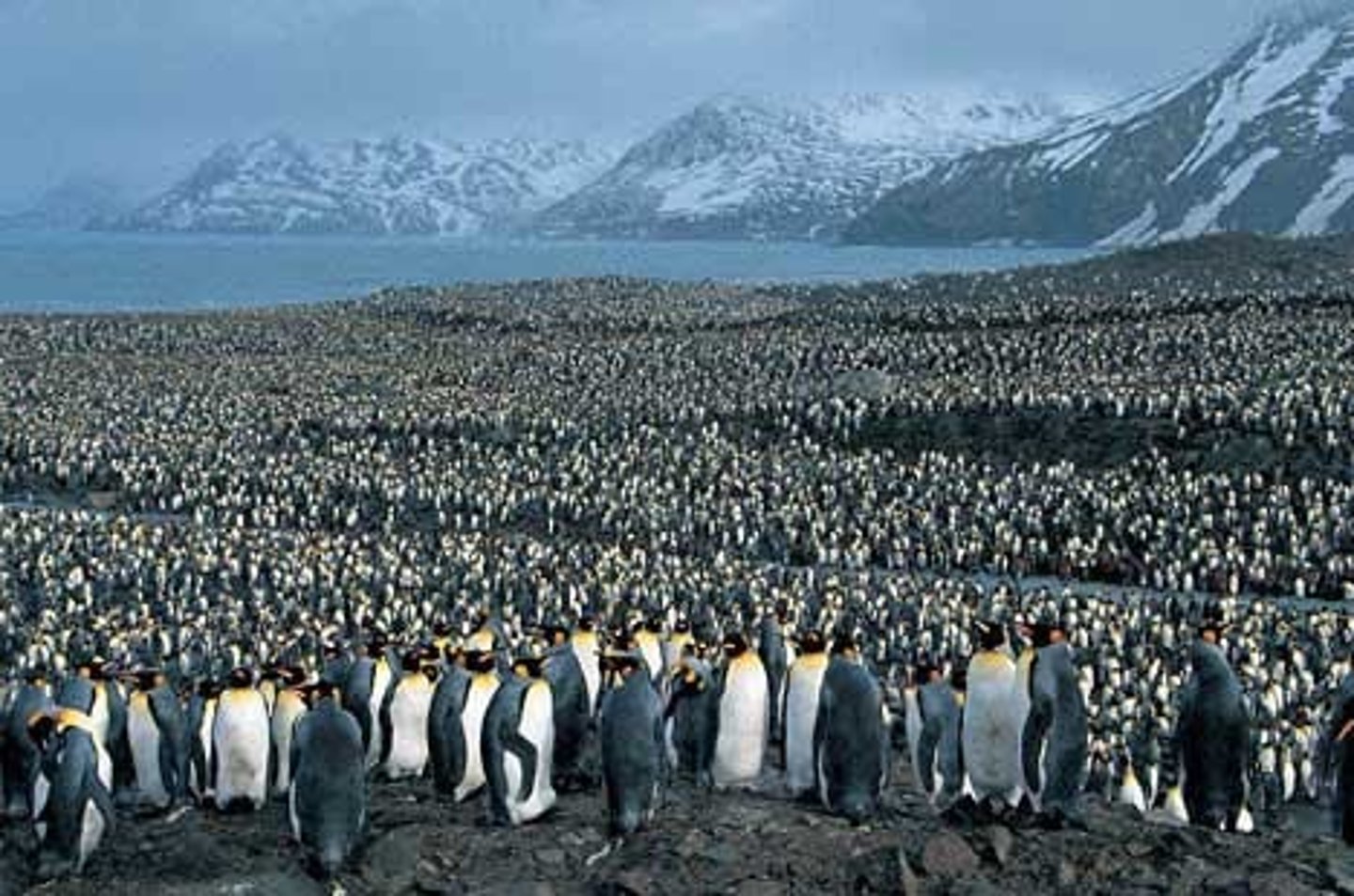 <p>A group species that interbreed and live in the same place at the same time (e.g. Emperor Penguin population).</p>